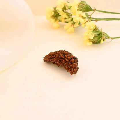1 Mukhi Rudraksha
