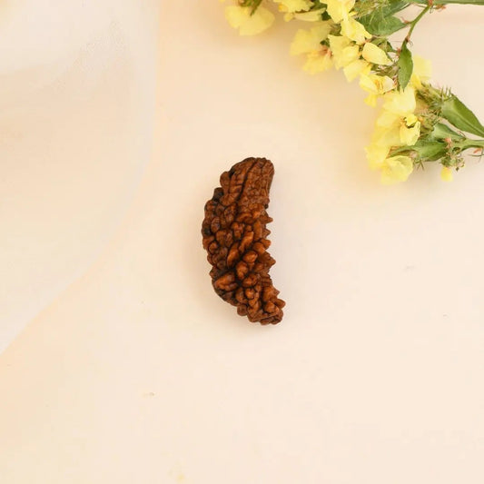 1 Mukhi Rudraksha