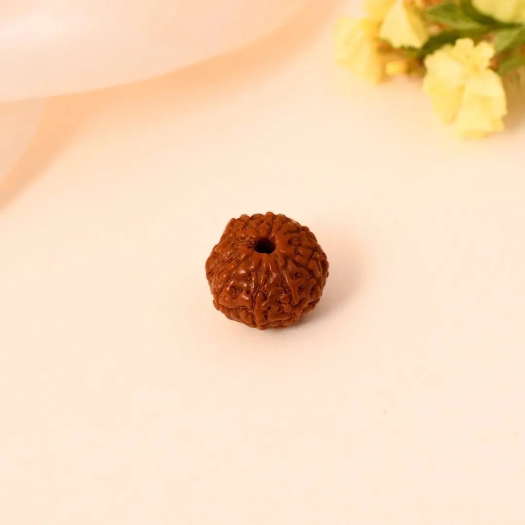 10 Mukhi Rudraksha