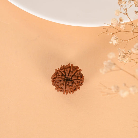 10 Mukhi Rudraksha (Nepal)