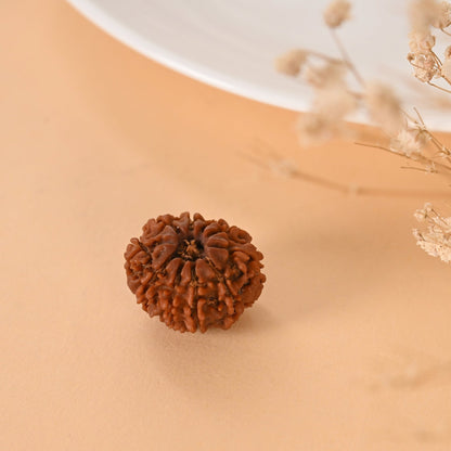 10 Mukhi Rudraksha (Nepal)