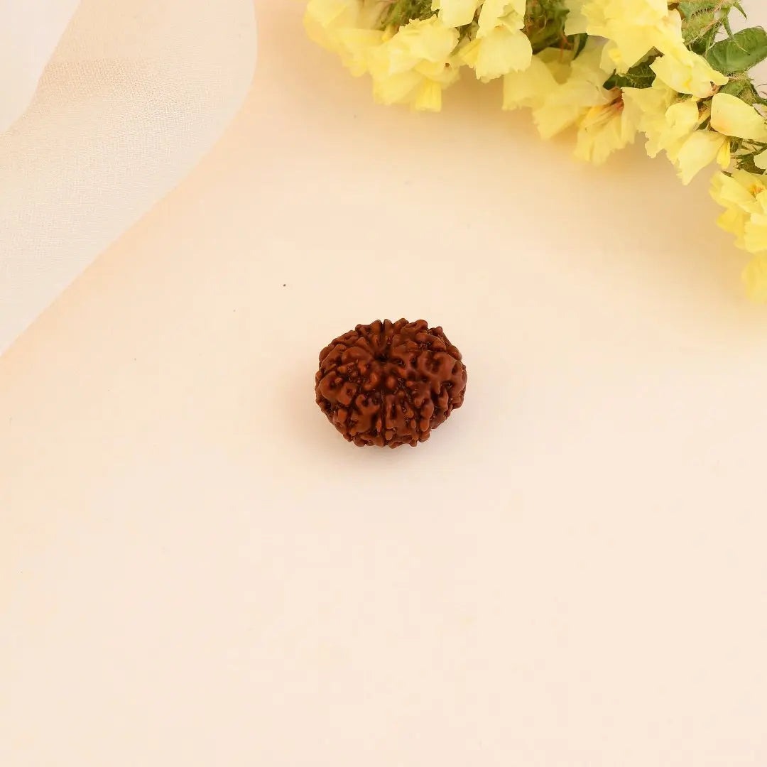11 Mukhi Rudraksha