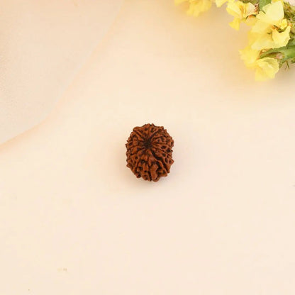 12 Mukhi Rudraksha (Nepal)
