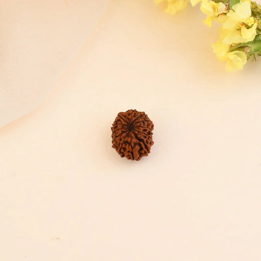 12 Mukhi Rudraksha