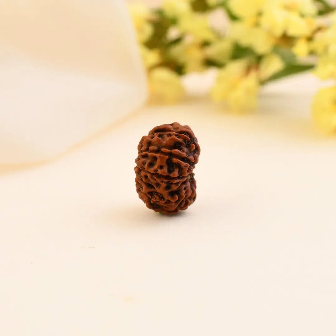 12 Mukhi Rudraksha