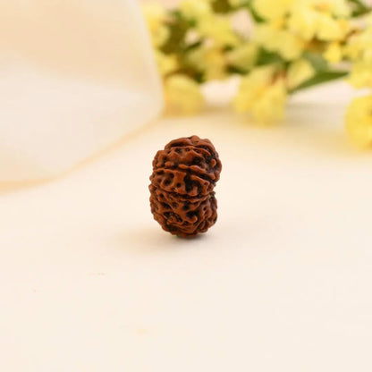 12 Mukhi Rudraksha