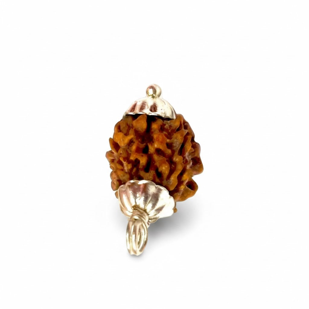 Siddh 3 Mukhi Rudraksha