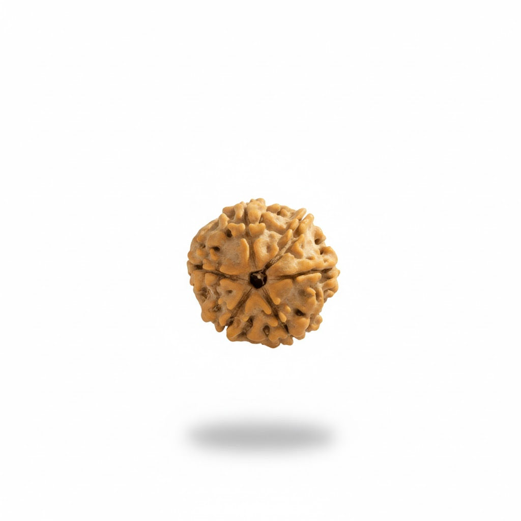 Siddh 6 Mukhi Rudraksha