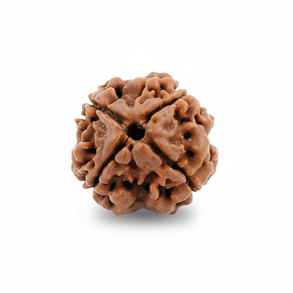 Siddh 4 Mukhi Rudraksha