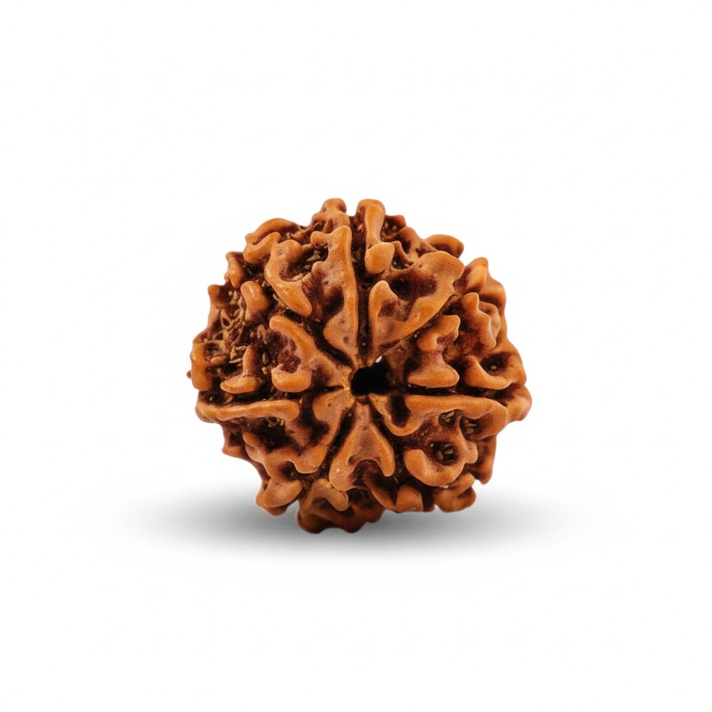 Siddh 7 Mukhi Rudraksha