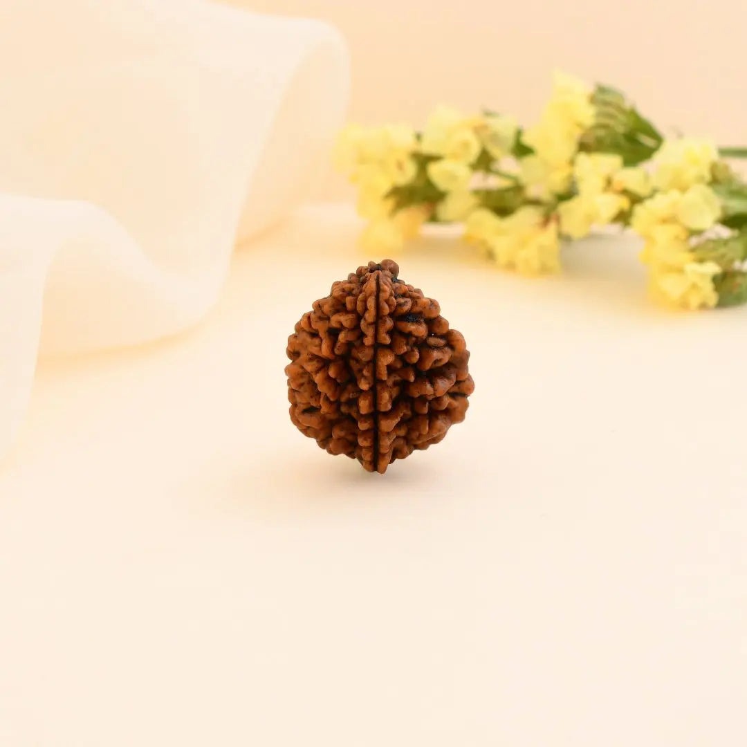2 Mukhi Rudraksha