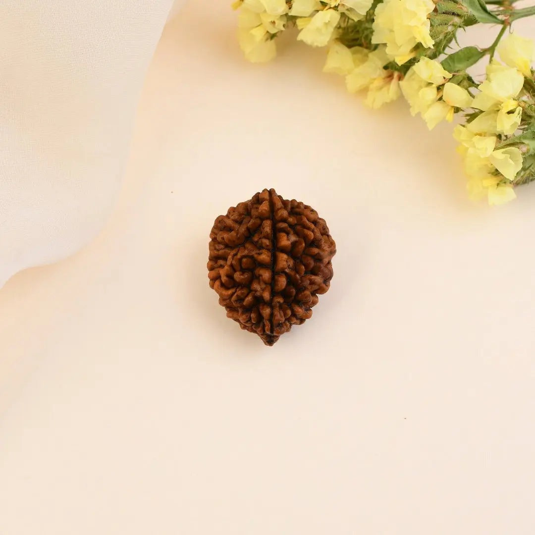 2 Mukhi Rudraksha