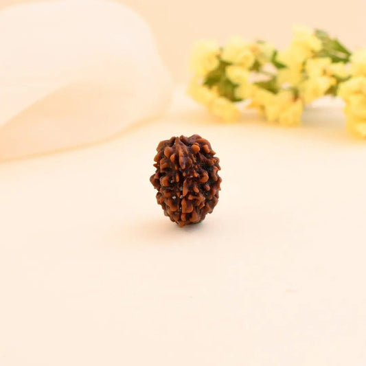 3 Mukhi Rudraksha