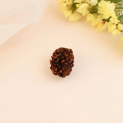 3 Mukhi Rudraksha