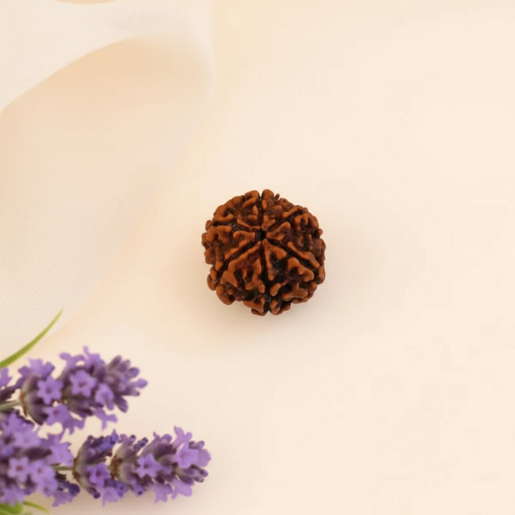 Siddh 6 Mukhi Rudraksha