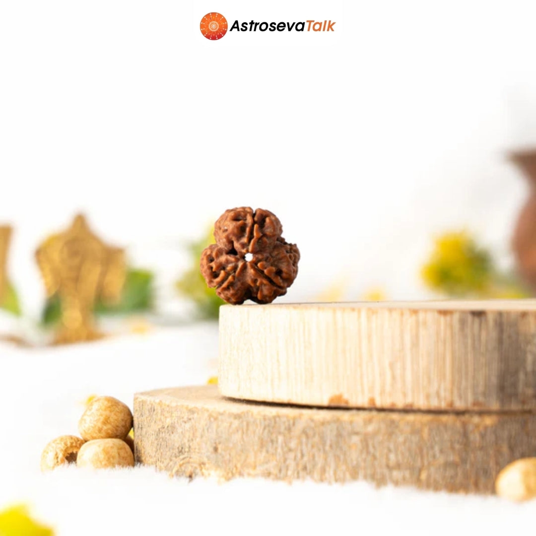 Siddh 3 Mukhi Rudraksha