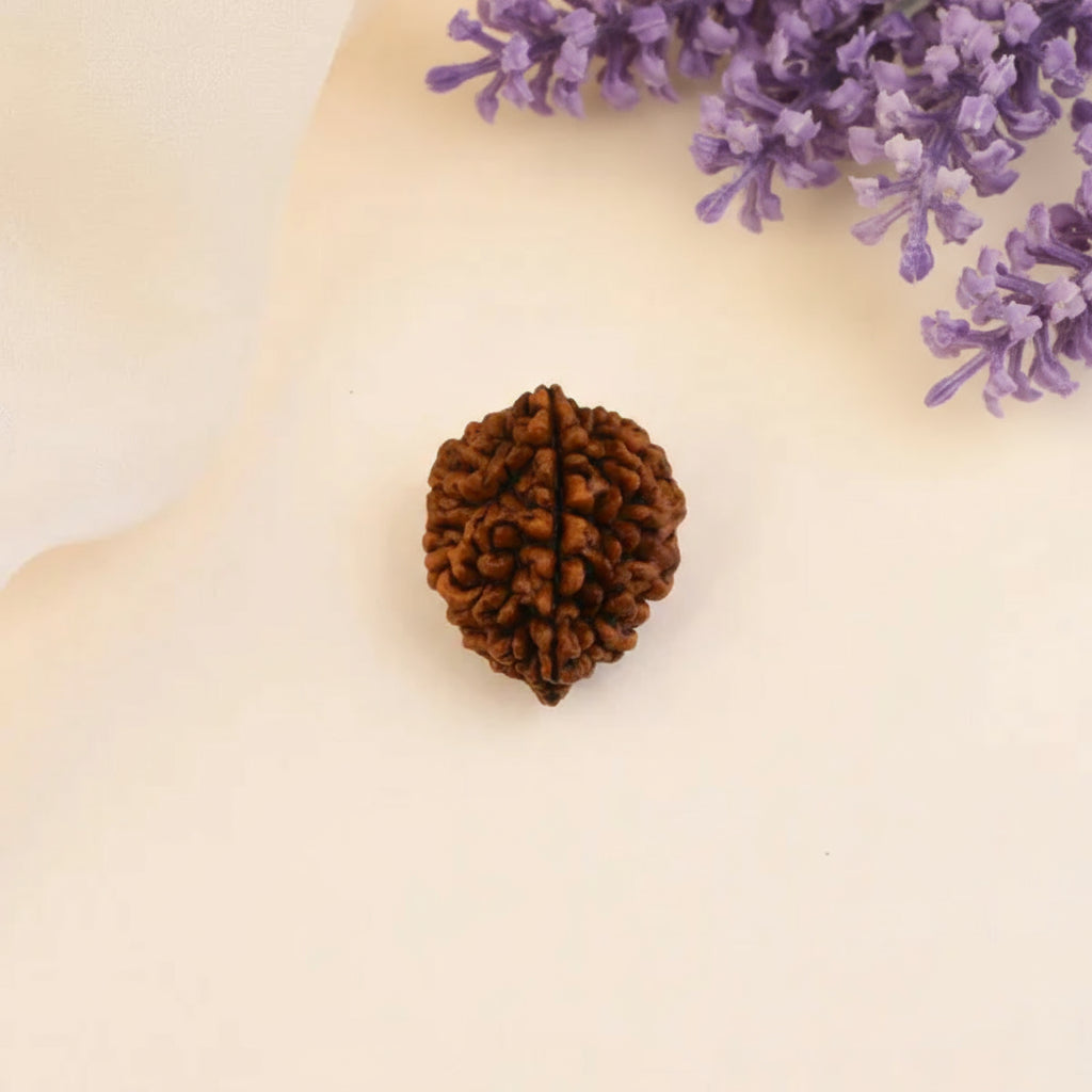 Siddh 2 Mukhi Rudraksha