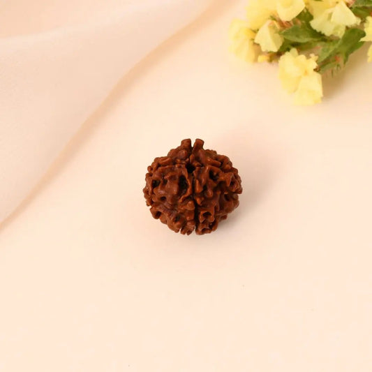 4 Mukhi Rudraksha
