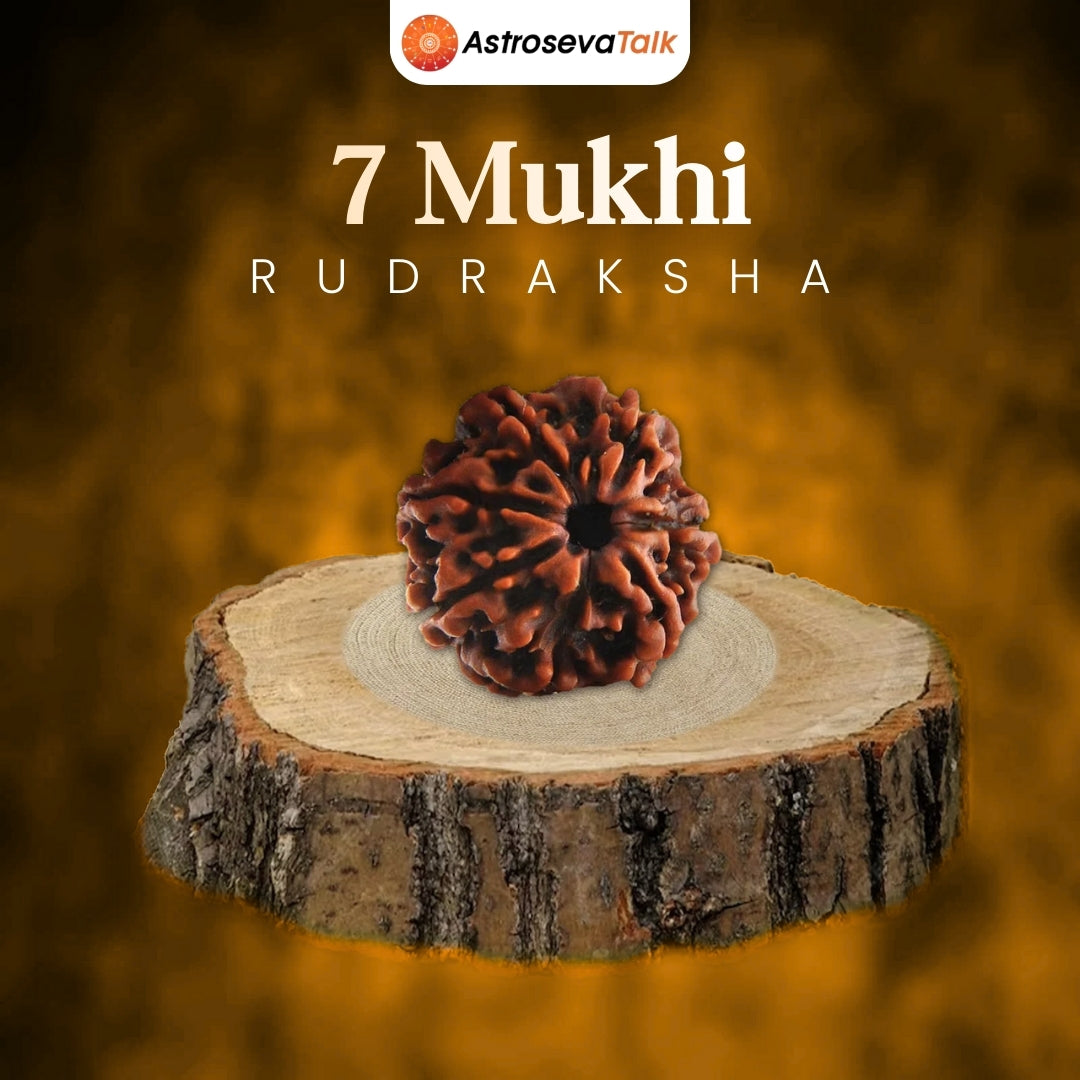 Siddh 7 Mukhi Rudraksha