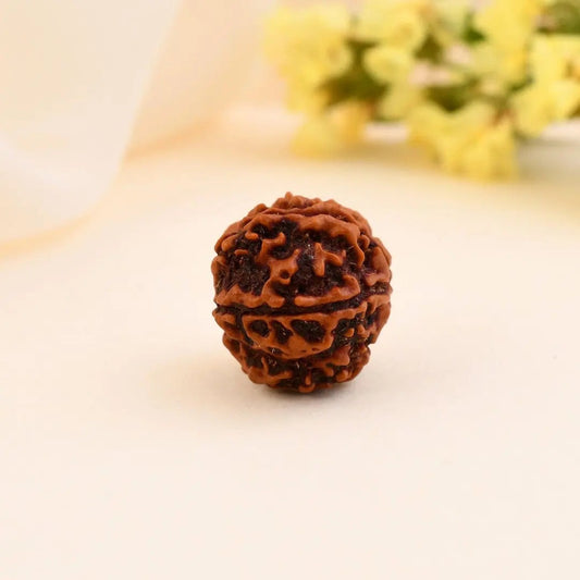 5 Mukhi Rudraksha