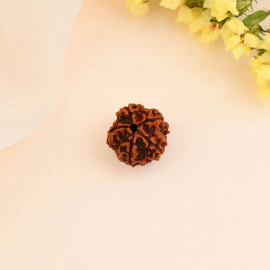 5 Mukhi Rudraksha