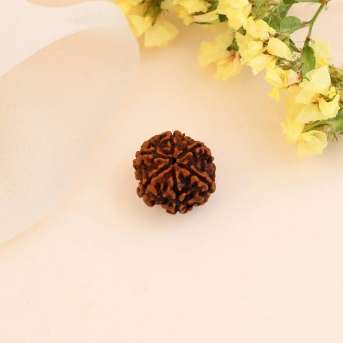 6 Mukhi Rudraksha