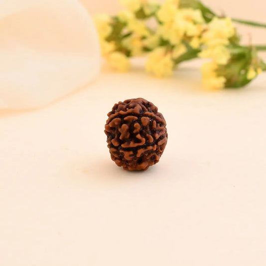 6 Mukhi Rudraksha