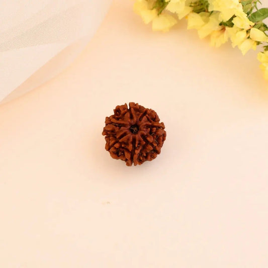 7 Mukhi Rudraksha