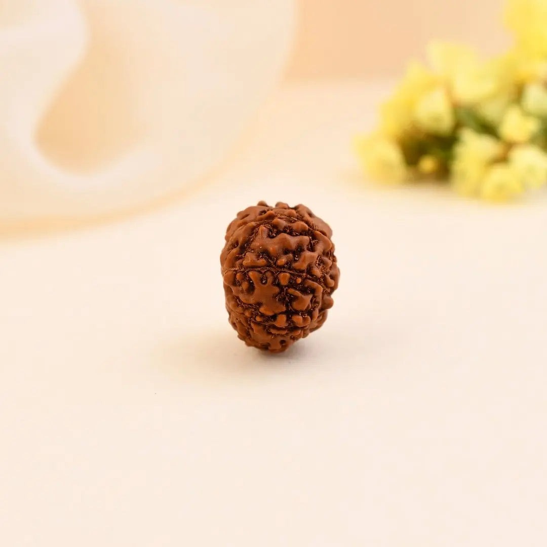 8 Mukhi Rudraksha