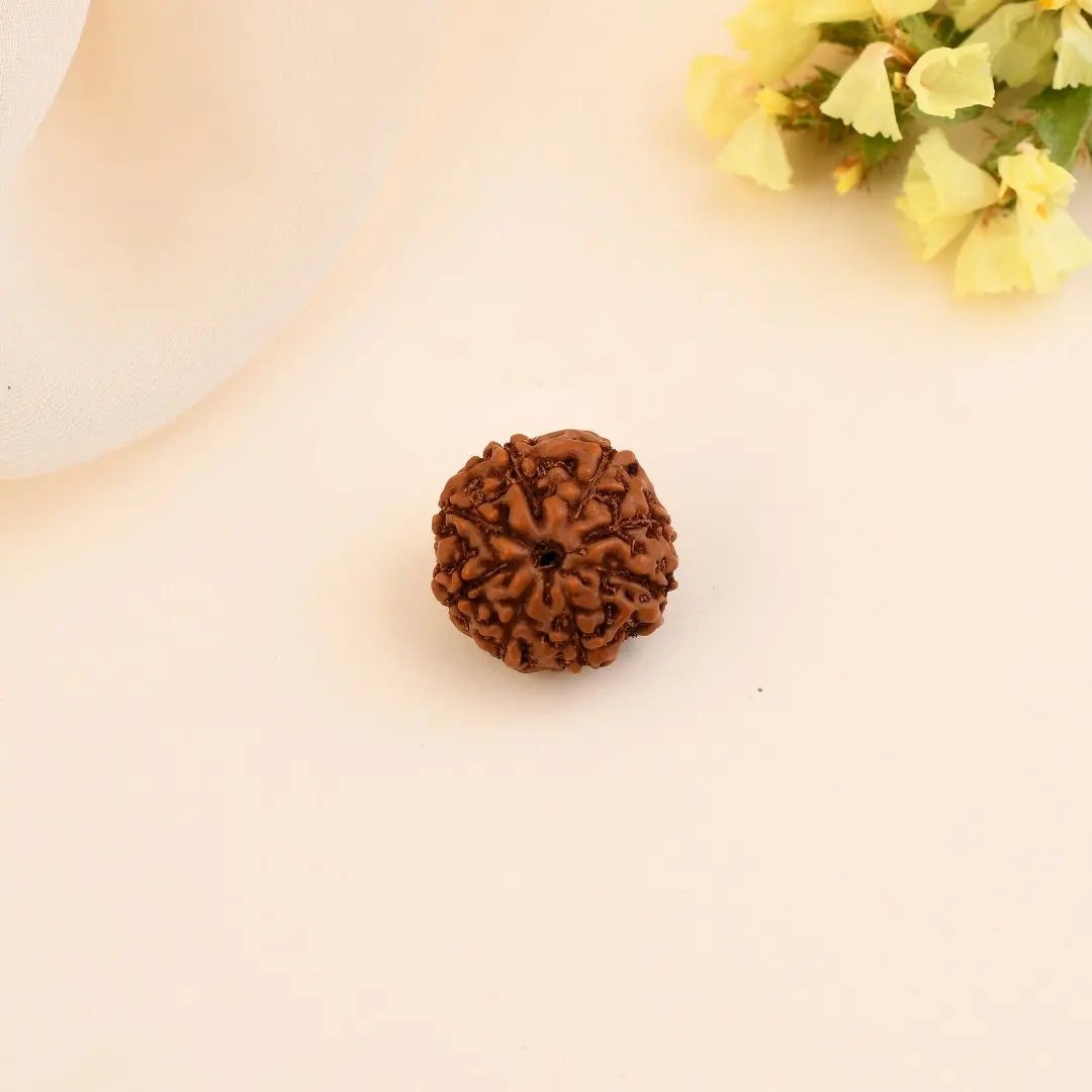 8 Mukhi Rudraksha