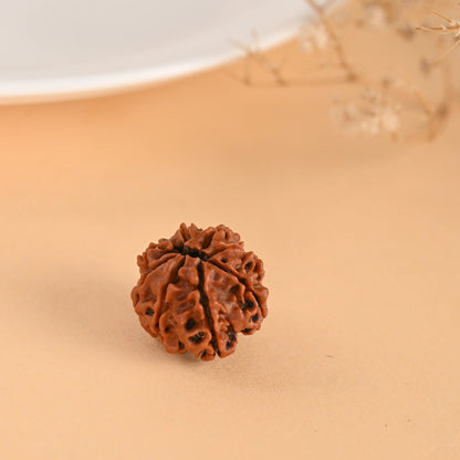 8 Mukhi Rudraksha (Nepal)