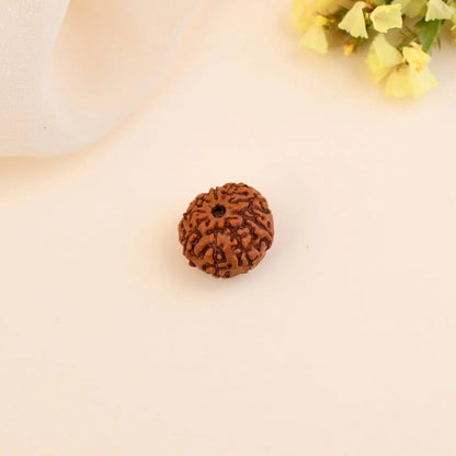 9 Mukhi Rudraksha
