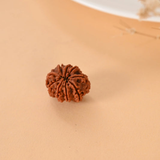 9 Mukhi Rudraksha (Nepal)