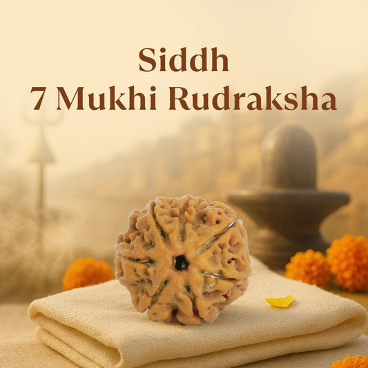 Siddh 7 Mukhi