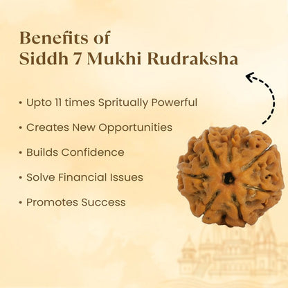 Siddh 7 Mukhi