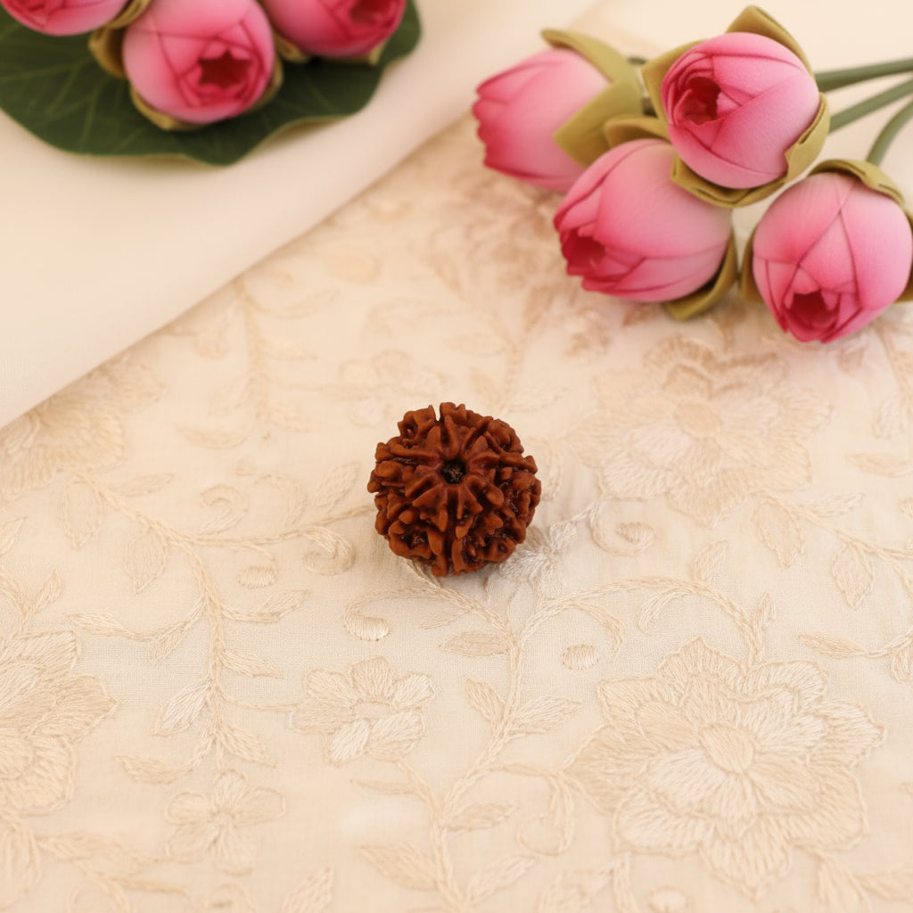 Siddh 7 Mukhi Rudraksha