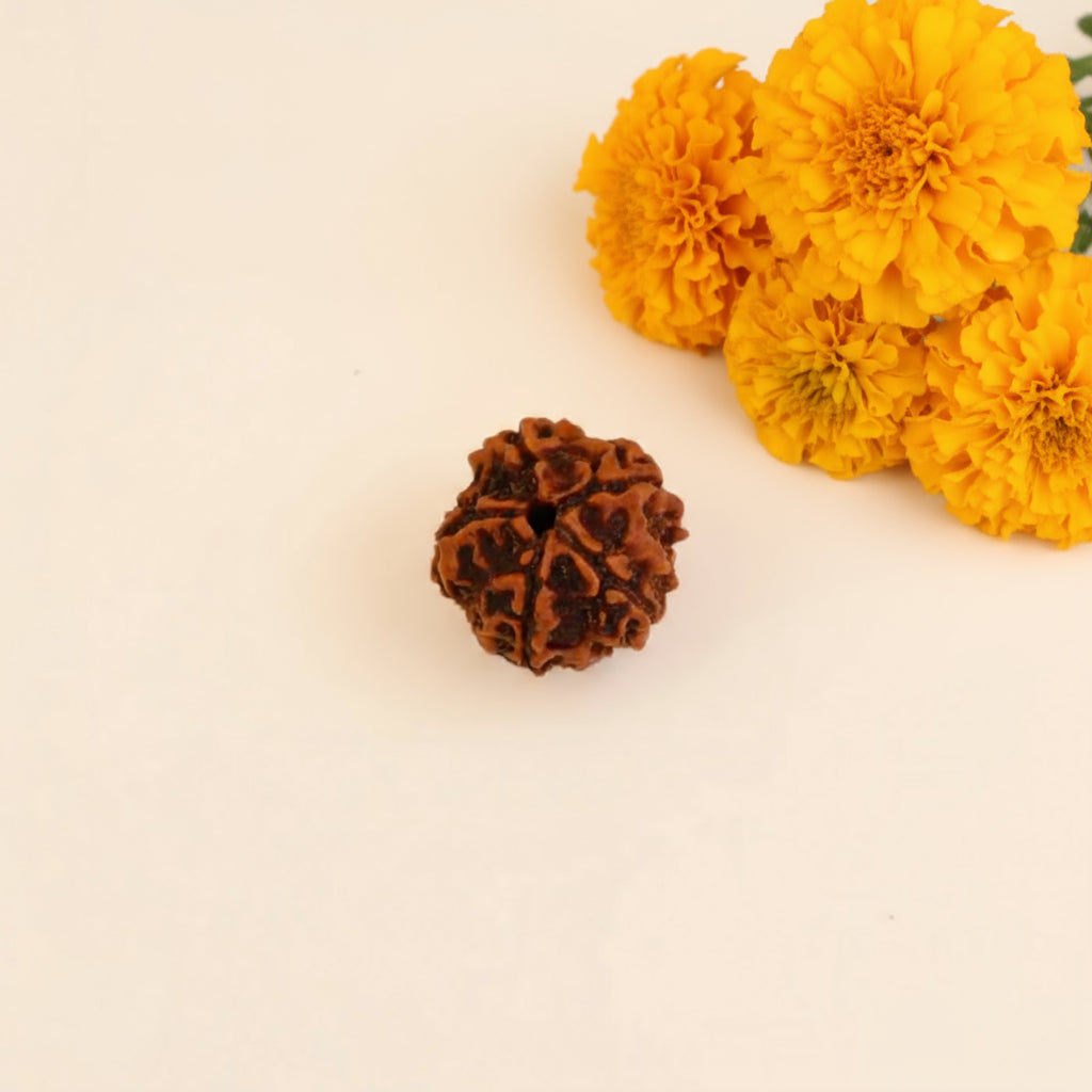 Siddh 5 Mukhi Rudraksha