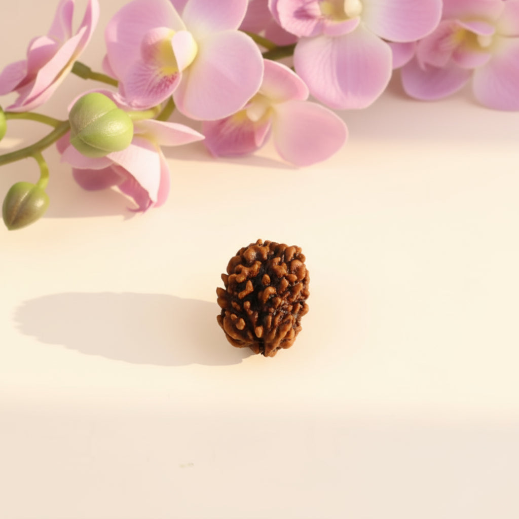 Siddh 3 Mukhi Rudraksha